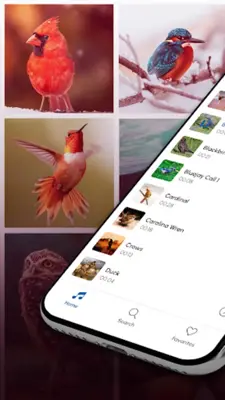 Bird Calls, Sounds & Ringtones android App screenshot 5